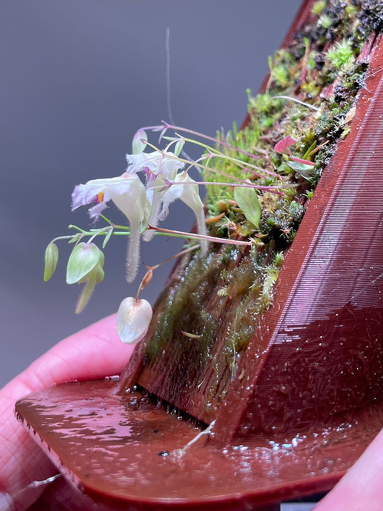 Utricularia jamesoniana