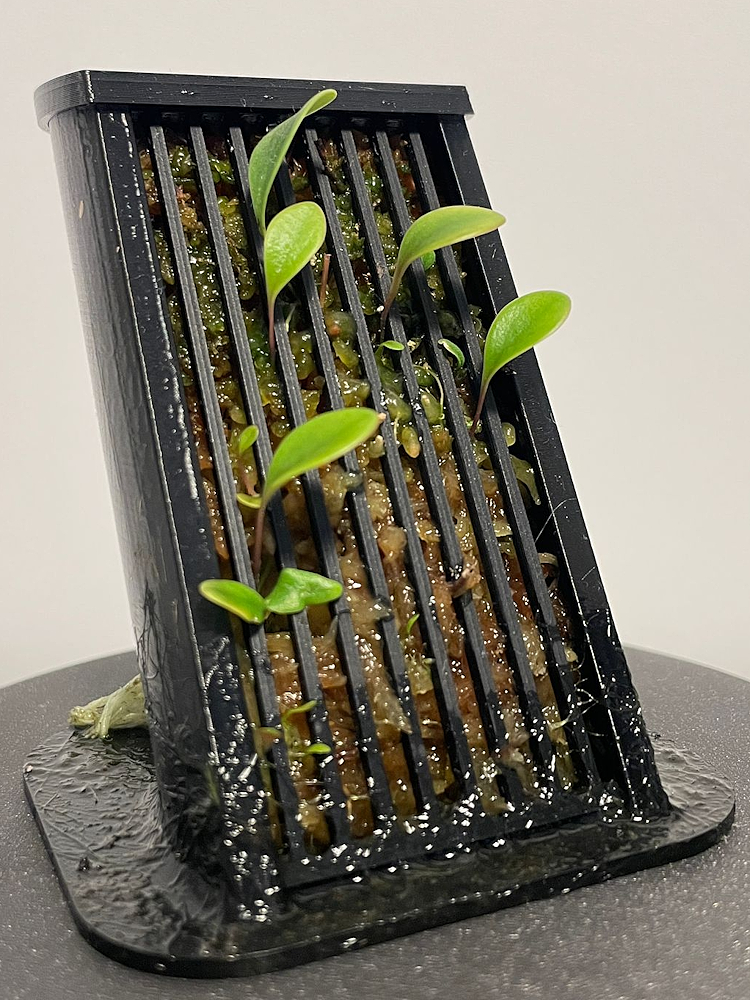 Utricularia quelchii